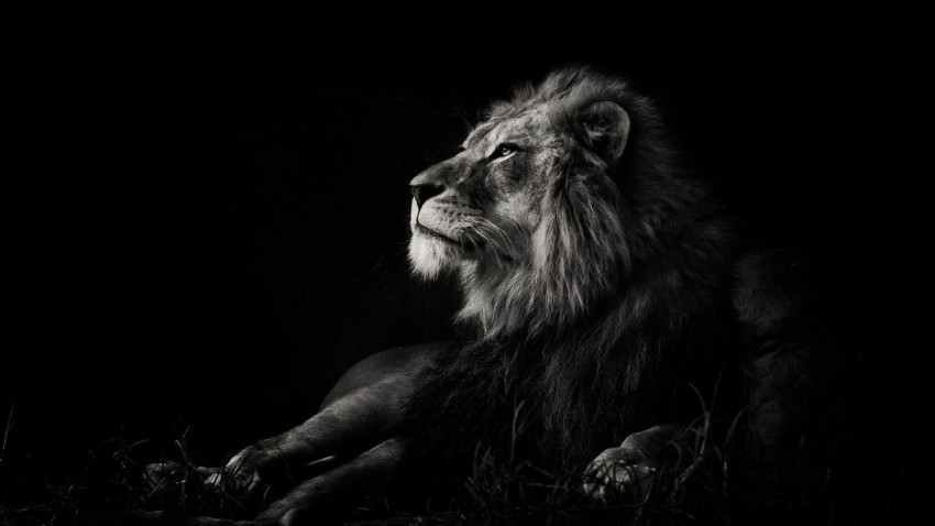 Laptop Wallpaper Black Lion 4K for Desktop