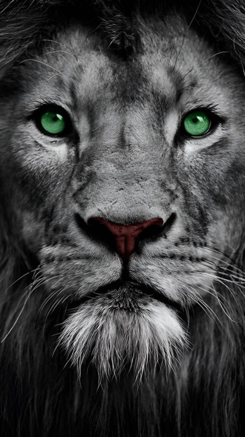 Wallpaper Lion 4K for Phone