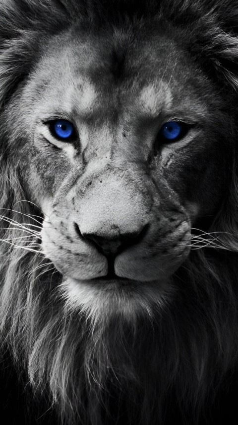 Wallpaper Lion 4K for Phone