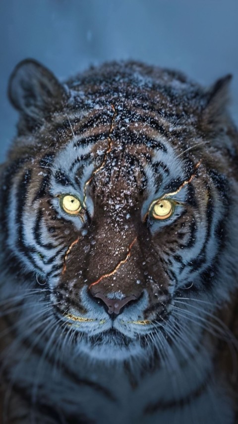 Wallpaper Tiger HD for Mobile