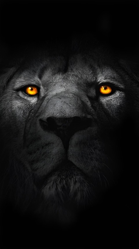 Wallpaper Black Lion HD for Mobile