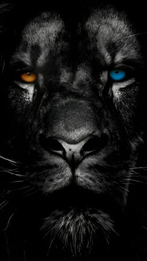 Wallpaper Black Lion for iPhone 4K