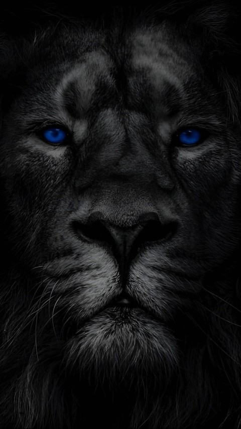 Wallpaper Black Lion HD for Phone