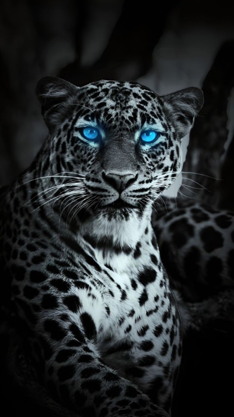 Wallpaper 4K for Mobile with Black Screen
