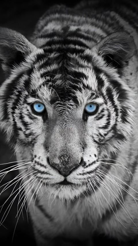 Black Wallpaper White for Phone 4K
