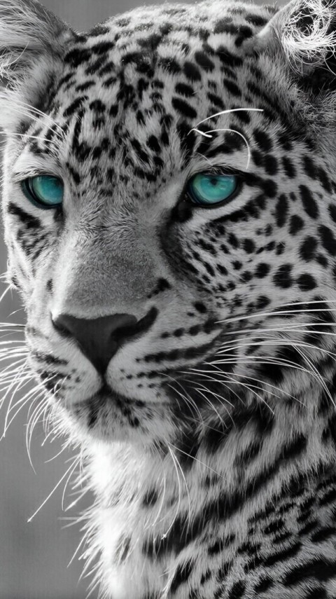 Black Wallpaper White 4K for iPhone