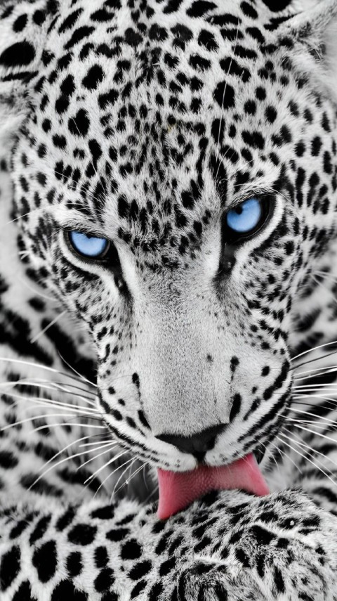 Black Wallpaper White 4K for Phones