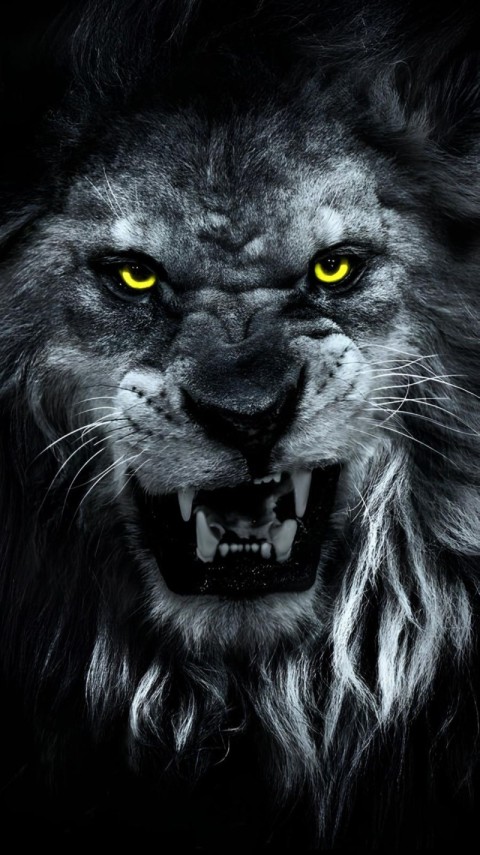 Wallpaper Black 4K Lion for Phone