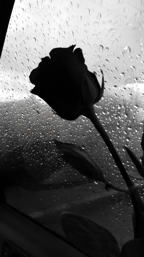 Wallpaper Black Rose for Phone 4K