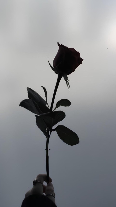 Wallpaper Black Rose HD for Phone