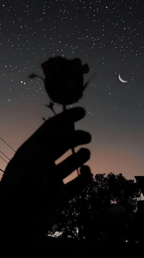 Wallpaper Black Rose 4K for Phone