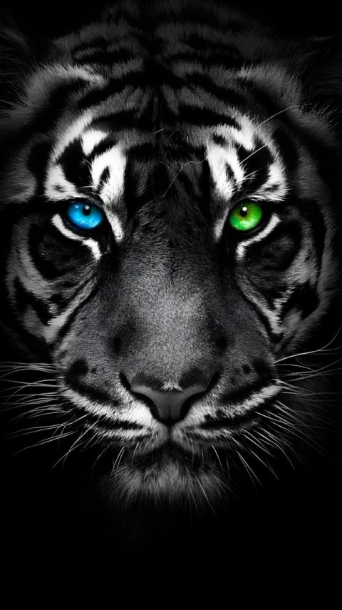 4K Wallpaper Black Tiger for Phone