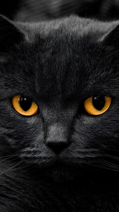 Wallpaper Black Cat 4K for iPhone