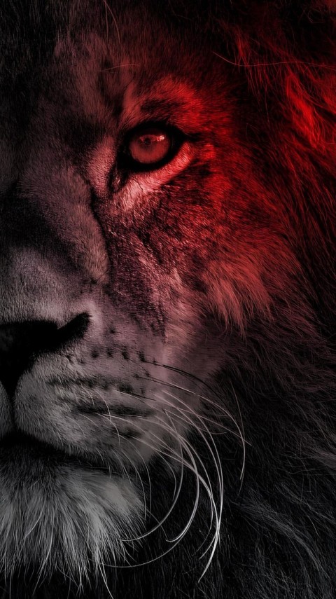 Wallpaper Black Red HD for Mobile